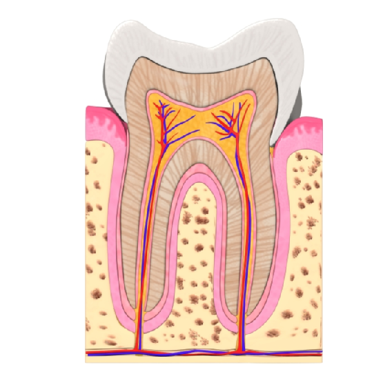 tooth cut